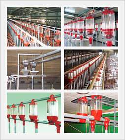 Piggery Limited Feeding System Made in Korea